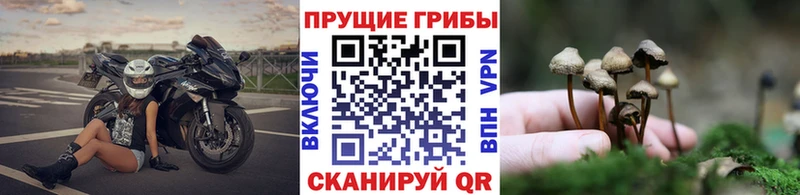 Галлюциногенные грибы GOLDEN TEACHER  купить наркотики сайты  Новоузенск 